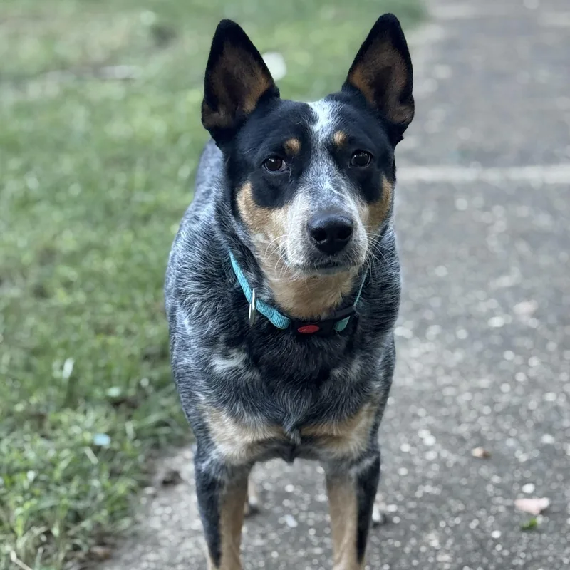 An adult medium-sized female Australian Cattle Dog / Blue Heeler dog named Dolly for adoption in Richmond, VA