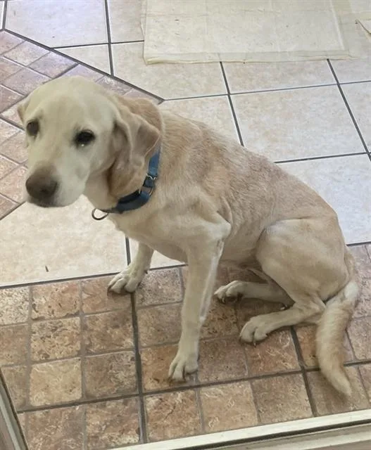 A senior large-sized female Labrador Retriever dog named Bella for adoption in Ocala, FL