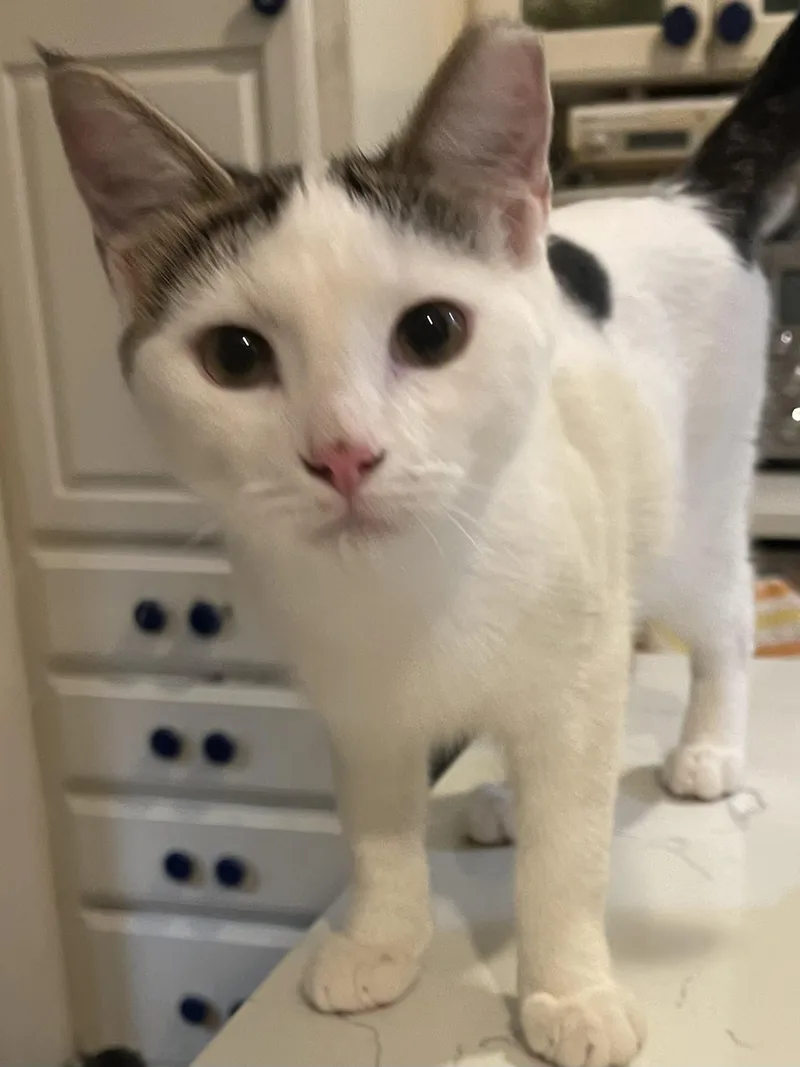 A young medium-sized male White Domestic Short Hair cat named Anton for adoption in san antonio, TX