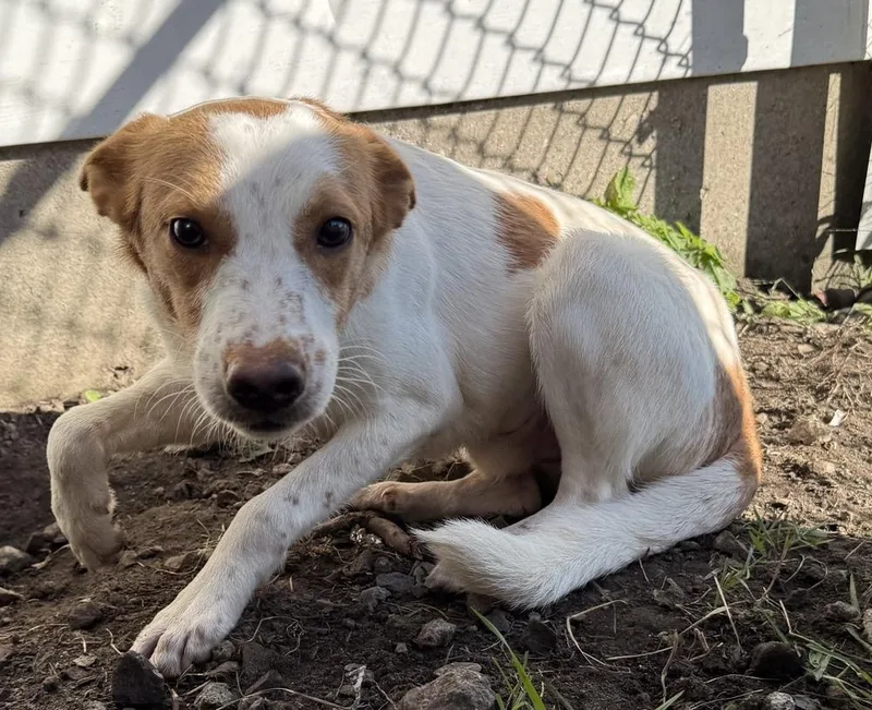 An adult small-sized male Spaniel dog named Hansel for adoption in South Bend, IN