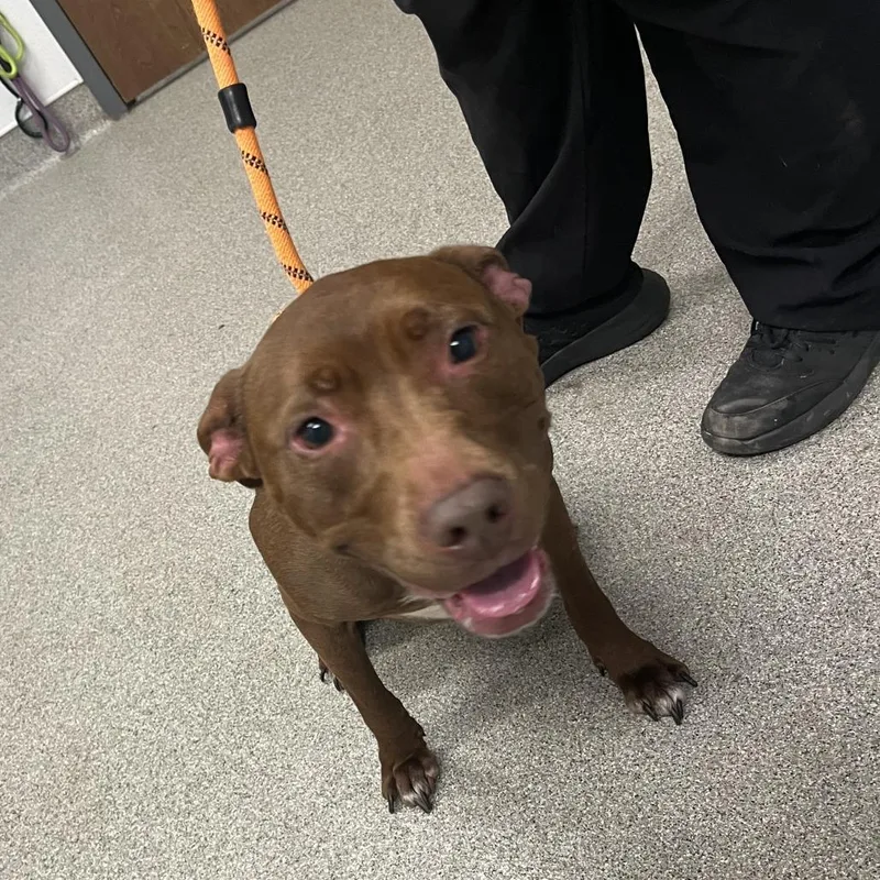 A young medium-sized female Pit Bull Terrier dog named Jennie for adoption in Matteson, IL
