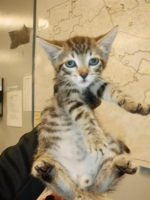 A baby small-sized male Domestic Short Hair cat named A for adoption in San Jose, CA