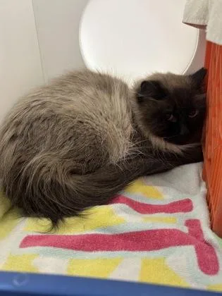An adult medium-sized female Siamese cat named Jasmine for adoption in New Hope, PA