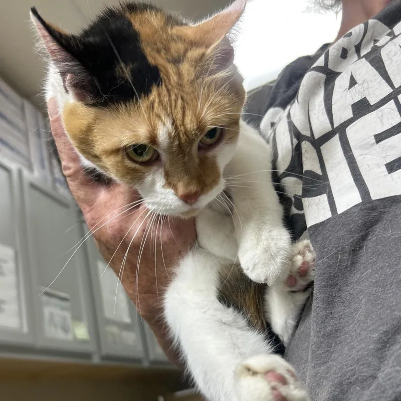 An adult medium-sized female Calico Domestic Short Hair cat named Spooky for adoption in Lewisburg, WV