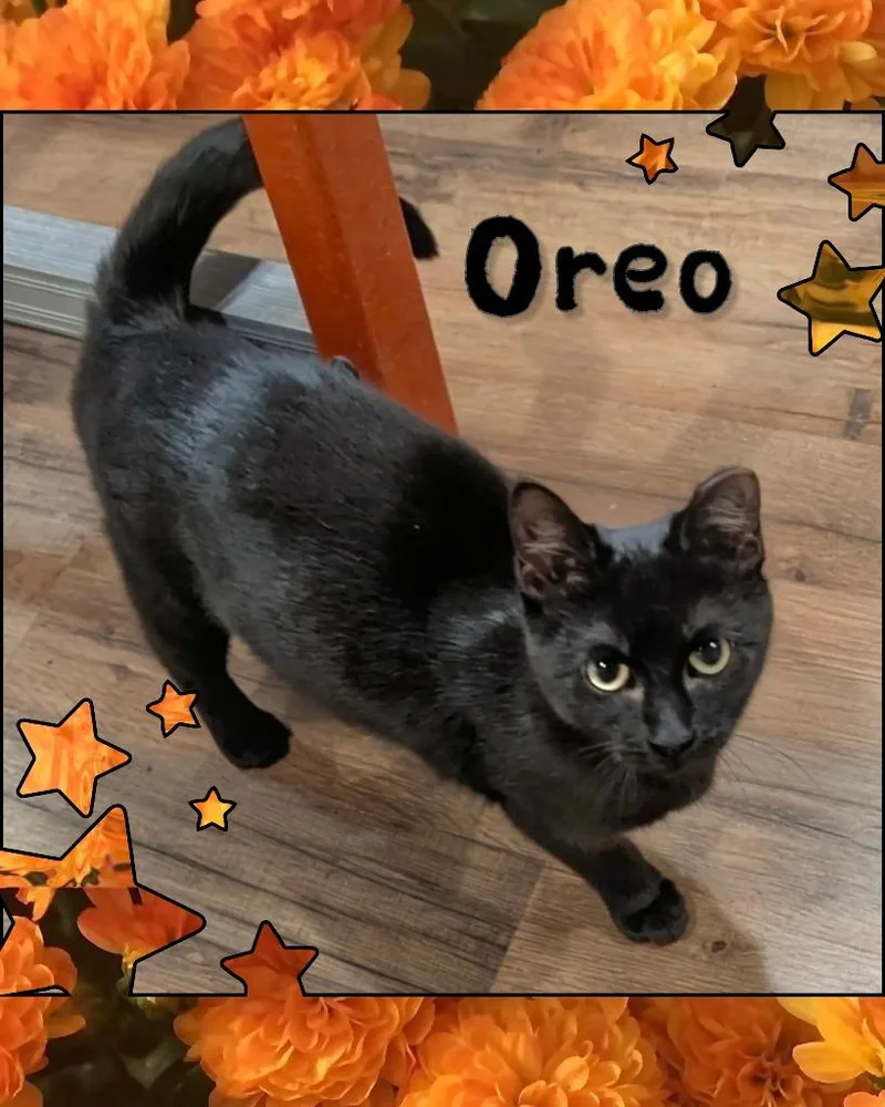 A baby medium-sized female Domestic Short Hair cat named Oreo for adoption in Grovetown, GA