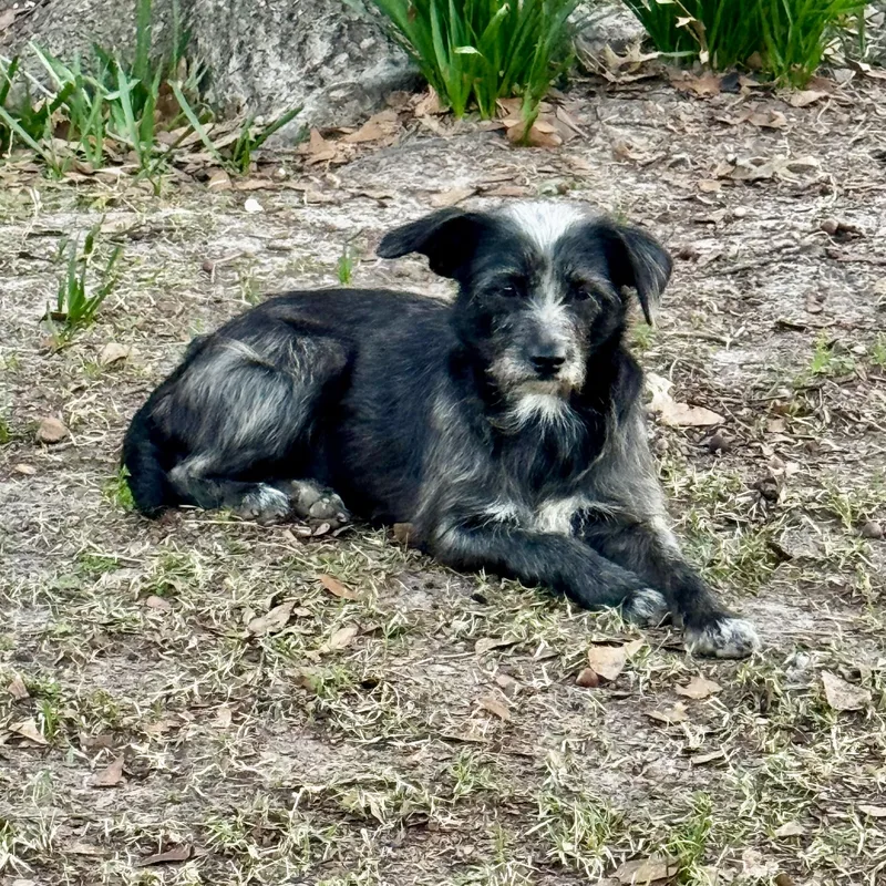 A young small-sized female Gray / Blue / Silver Terrier dog named Marlowe for adoption in Longview, TX