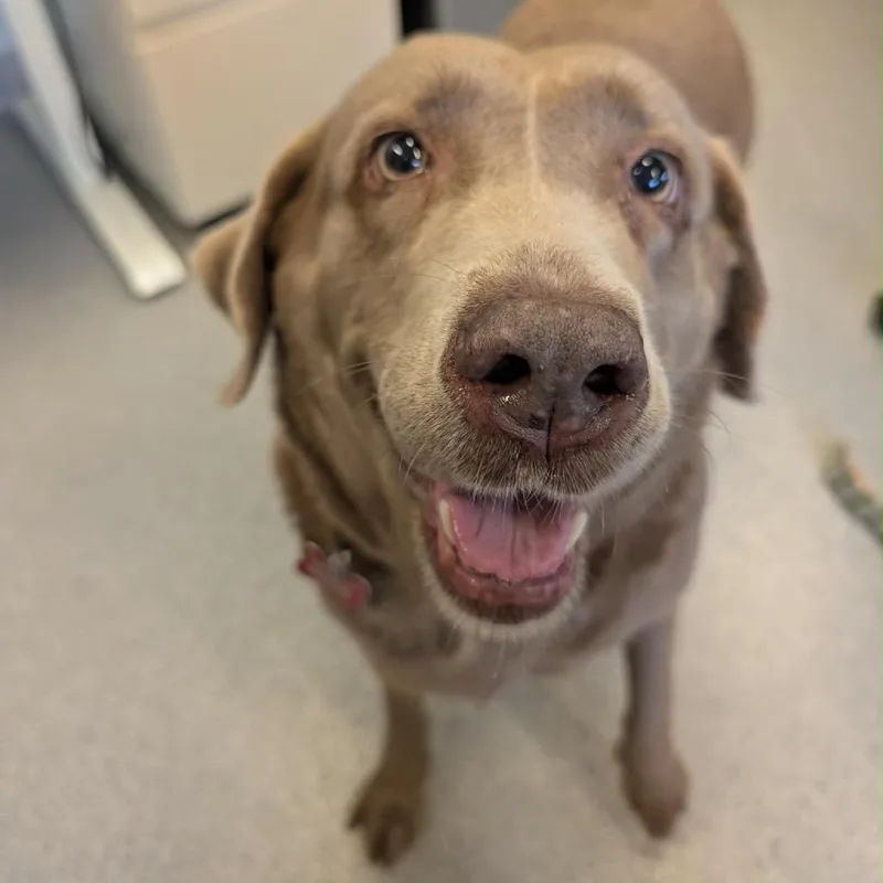 An adult large-sized female Labrador Retriever dog named Lady Eclaire for adoption in Wheeling, IL