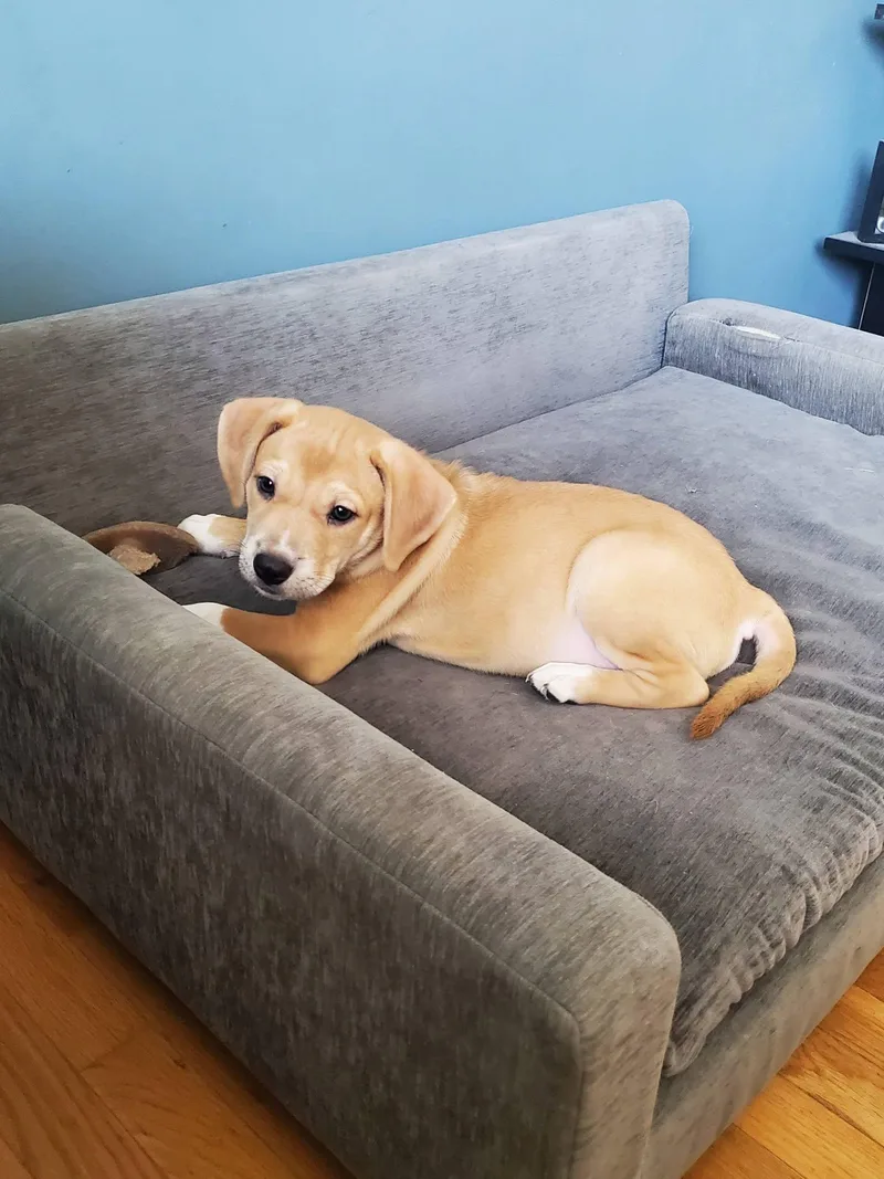 A baby medium-sized male Yellow / Tan / Blond / Fawn Mixed Breed dog named Jalapeno for adoption in Dayton, OH