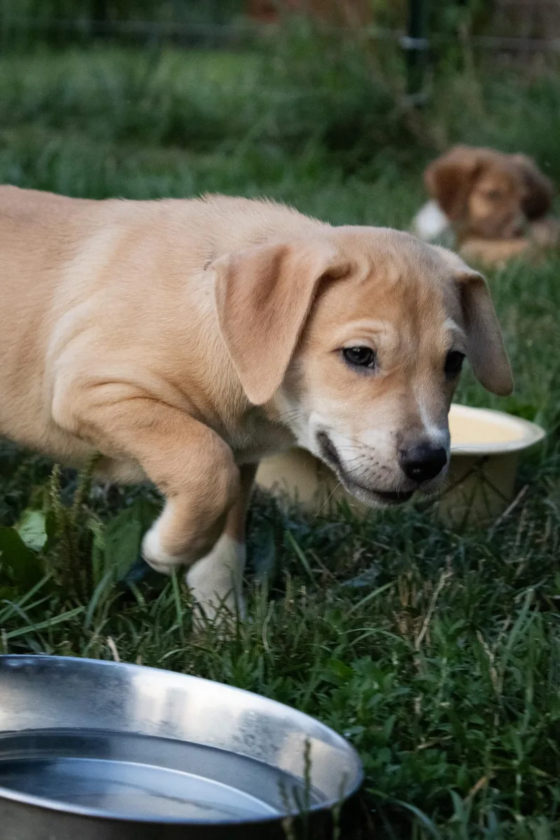 Jalapeno thumbnail 4