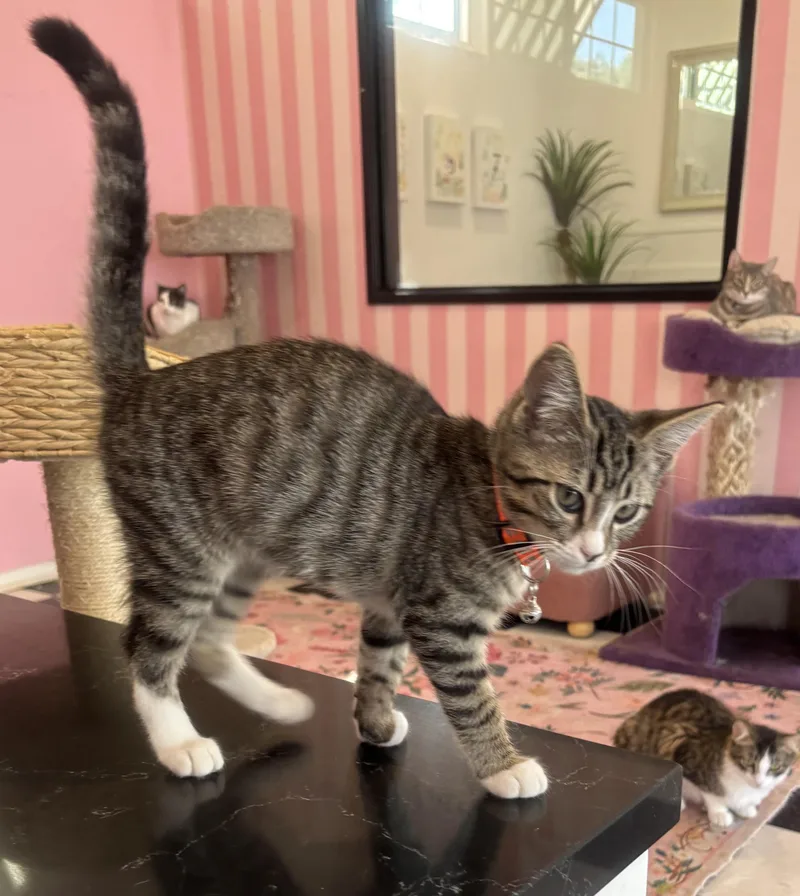 A young small-sized male Tabby (Gray / Blue / Silver) Domestic Short Hair cat named Soda Pop for adoption in Whittier, CA