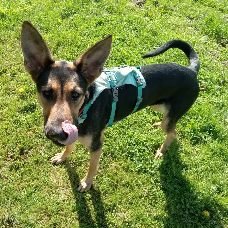 Brighton  Your Loyal thumbnail 2