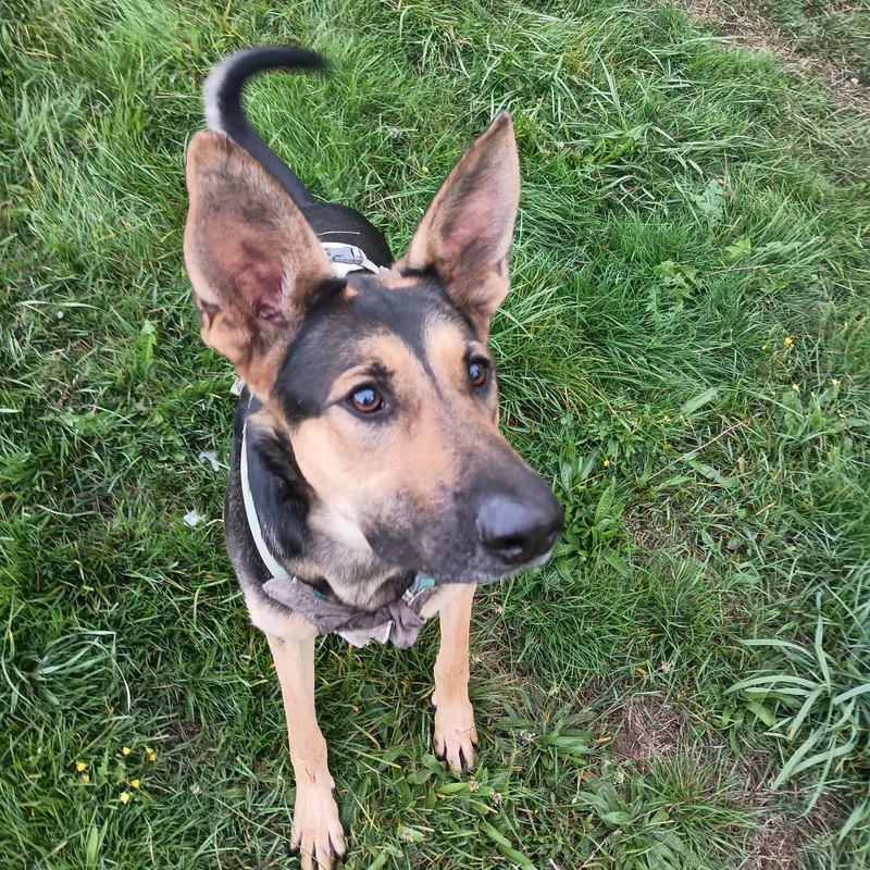 Brighton  Your Loyal thumbnail 3