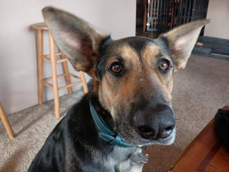 Brighton  Your Loyal