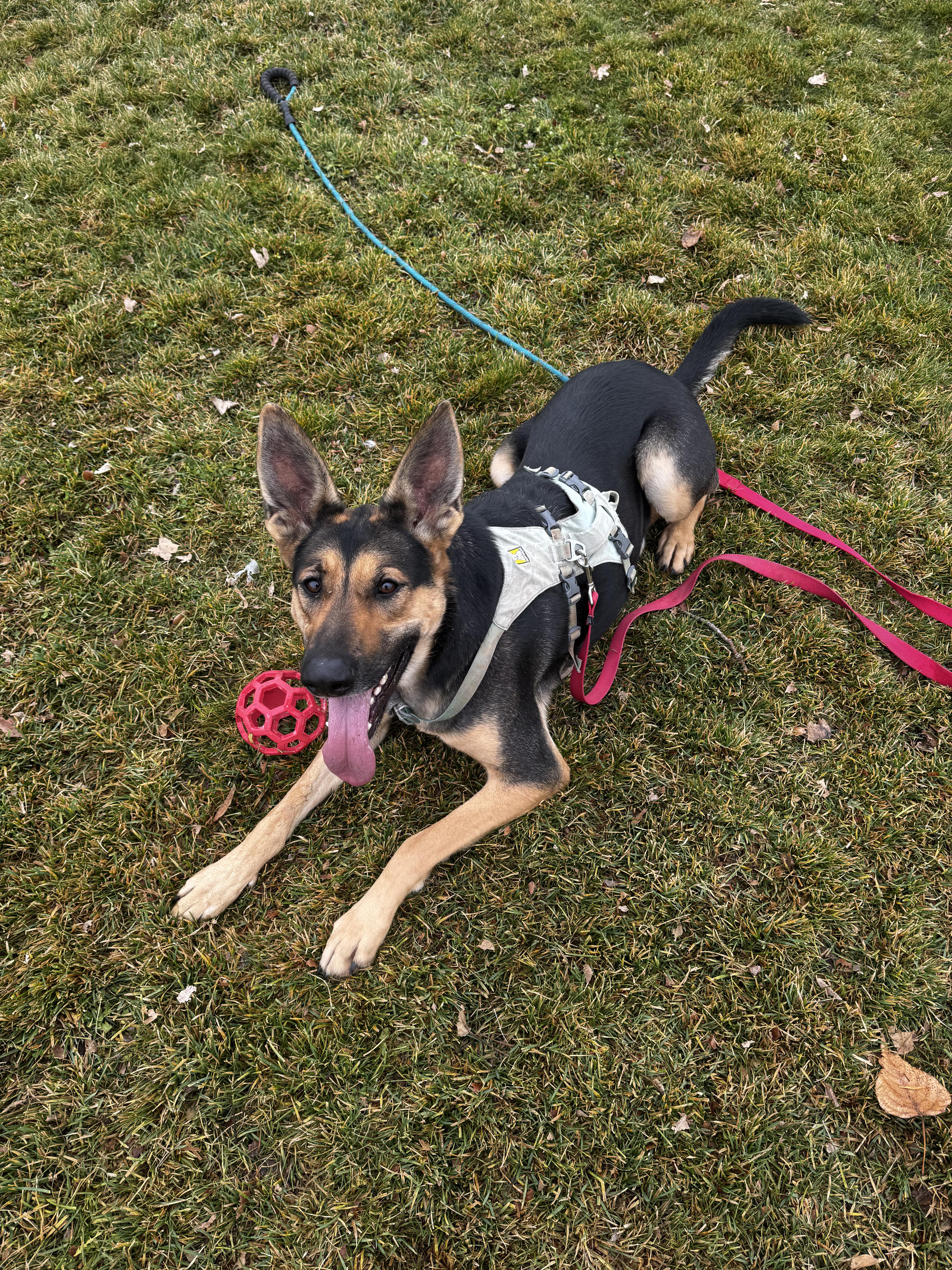 Brighton  Your Loyal thumbnail 5