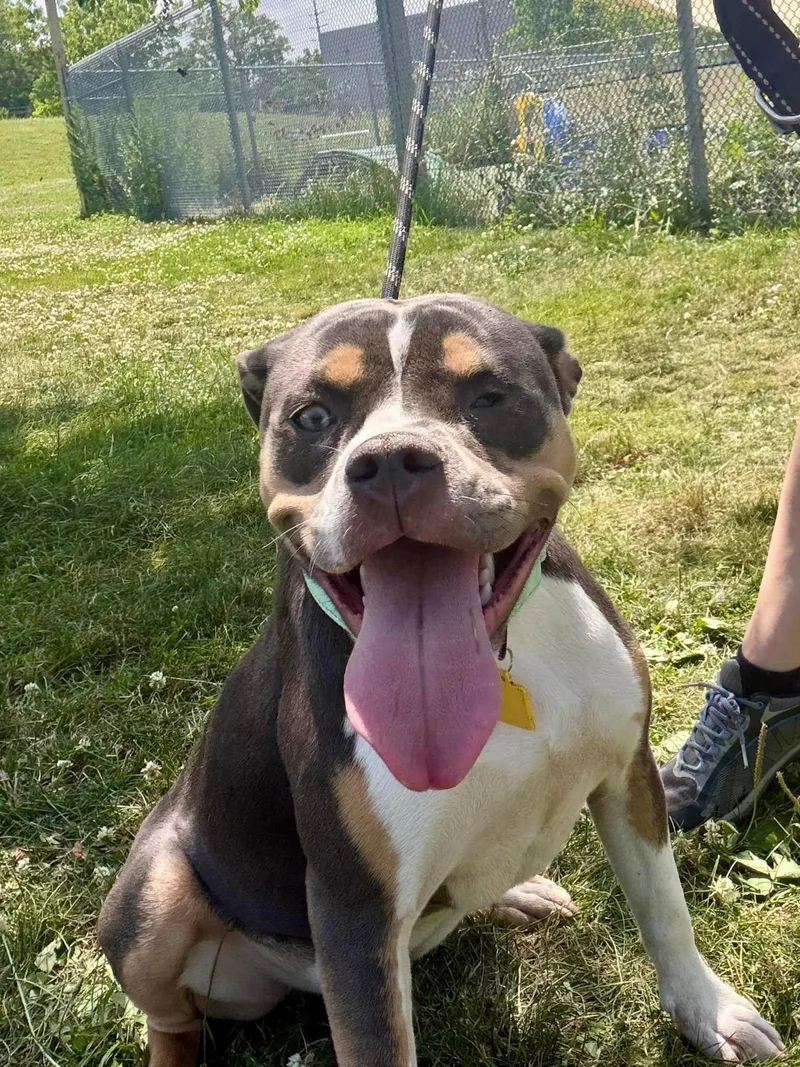 A baby medium-sized female Gray / Blue / Silver Pit Bull Terrier dog named Mindy for adoption in Cleveland, OH
