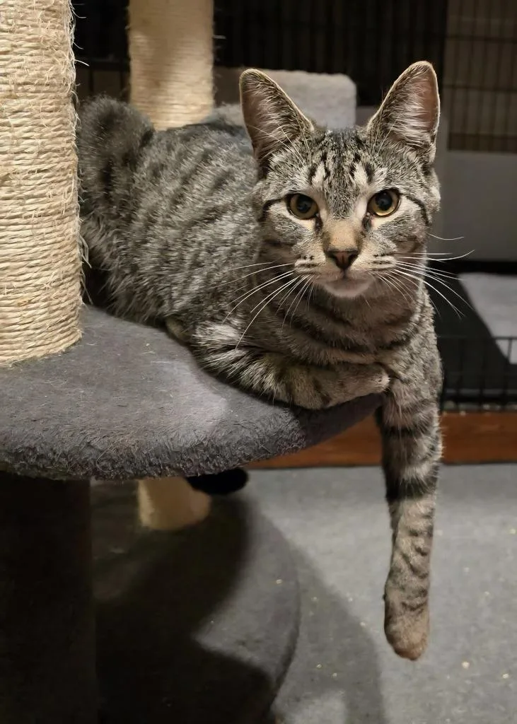 A young medium-sized male Domestic Short Hair cat named Sasha for adoption in Windsor, CT
