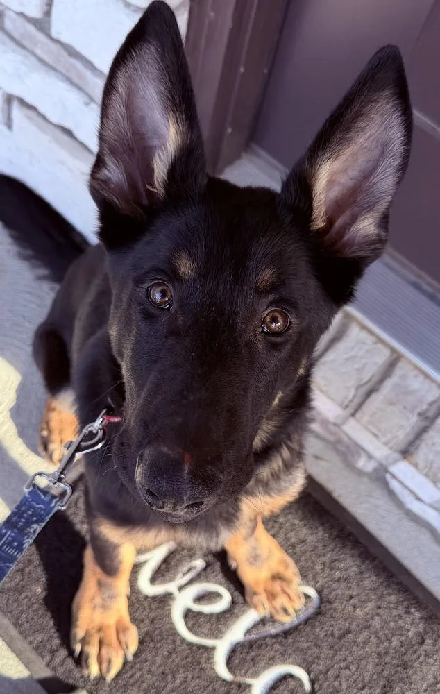 Loki Cool thumbnail 3