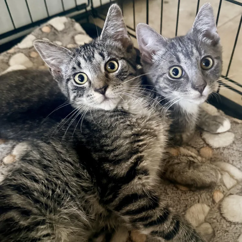 A baby small-sized female Tabby (Gray / Blue / Silver) American Shorthair cat named Sally & Gilly for adoption in New York, NY