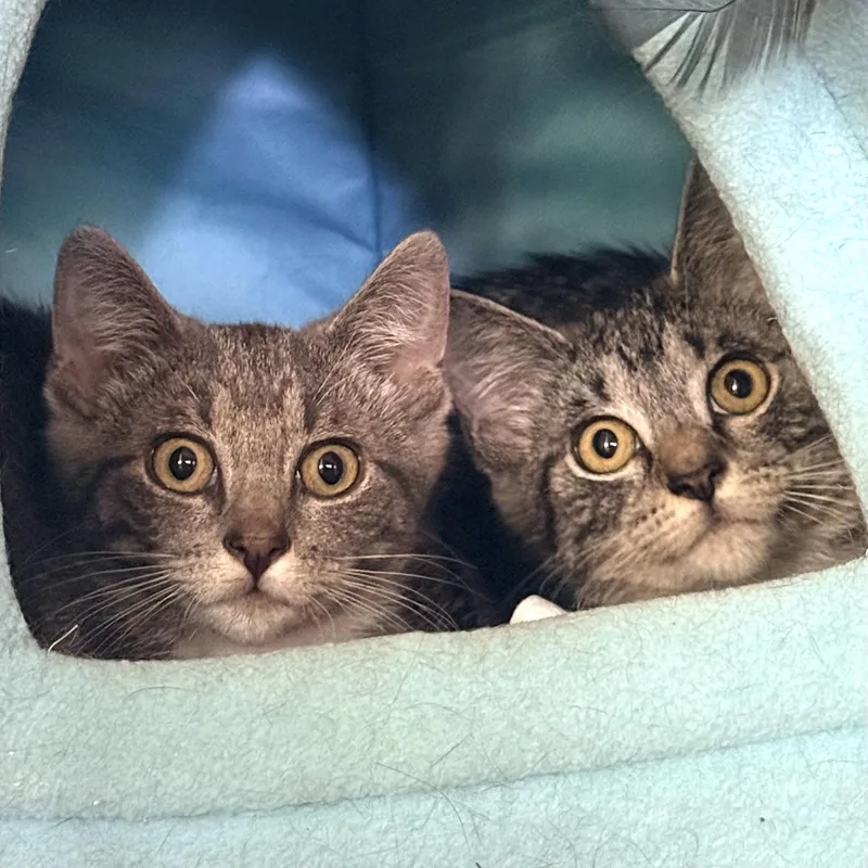 Sally & Gilly thumbnail 4