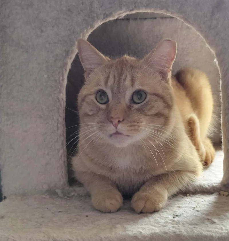 Cornelius thumbnail 2