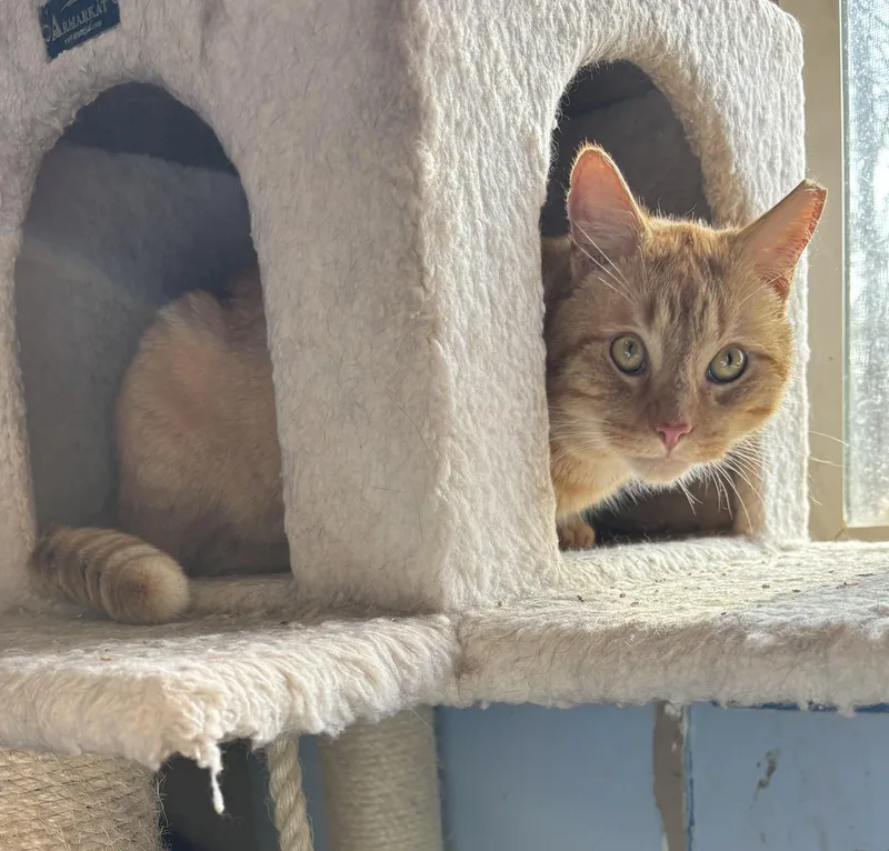 Cornelius thumbnail 3