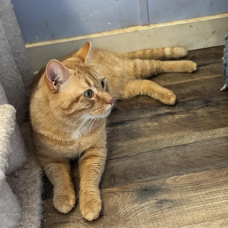 Cornelius thumbnail 5