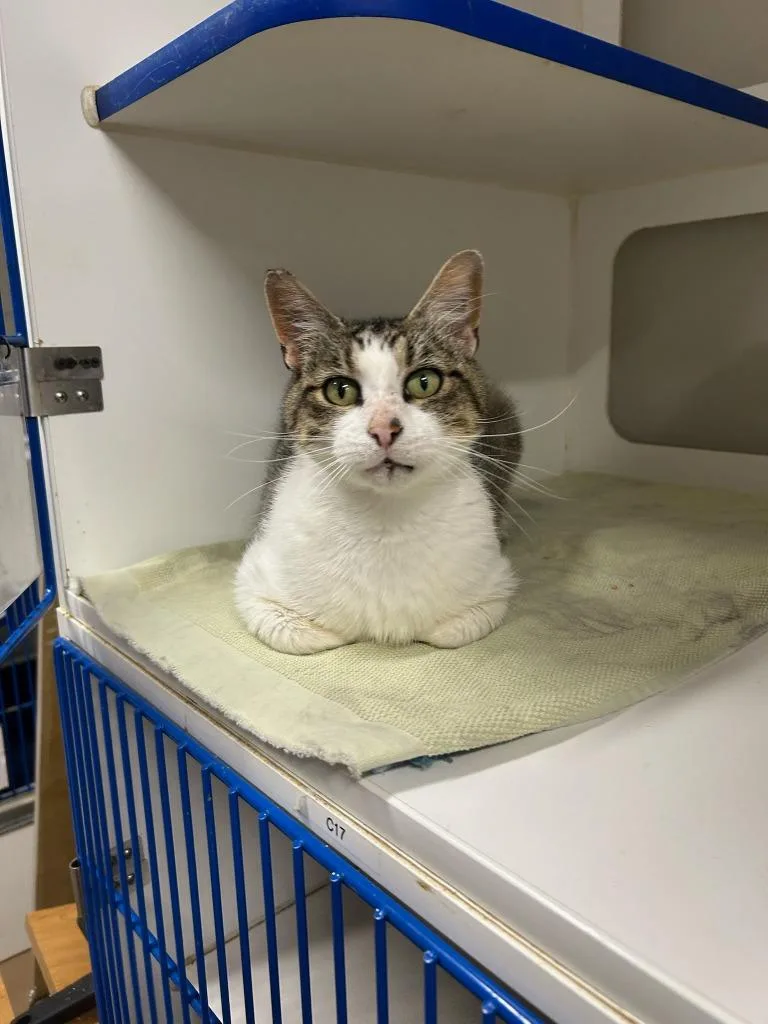 A young medium-sized male Domestic Short Hair cat named Ace for adoption in Springfield, TN