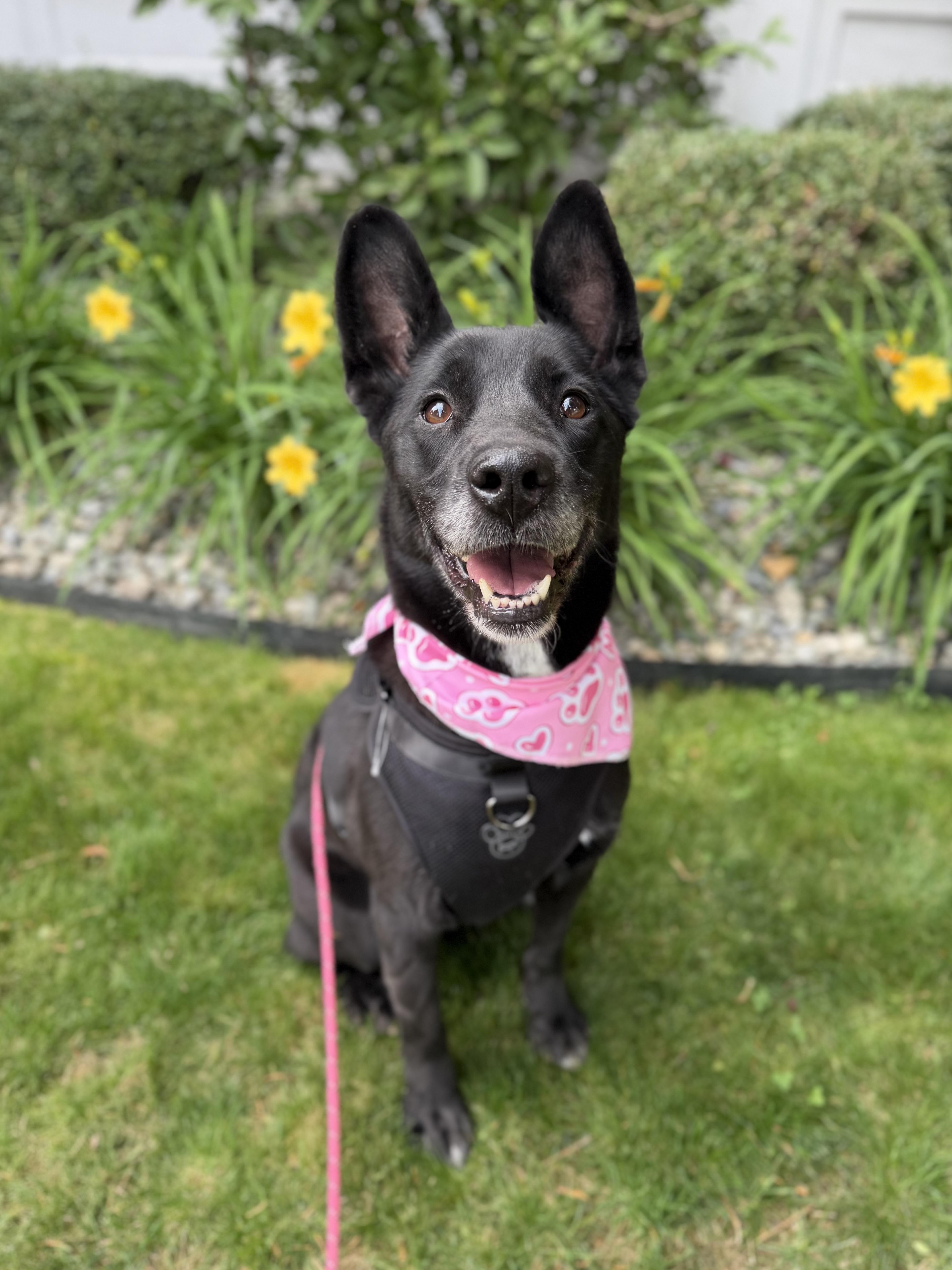 An adult medium-sized female Black Shepherd dog named Chica for adoption in lynnwood , WA