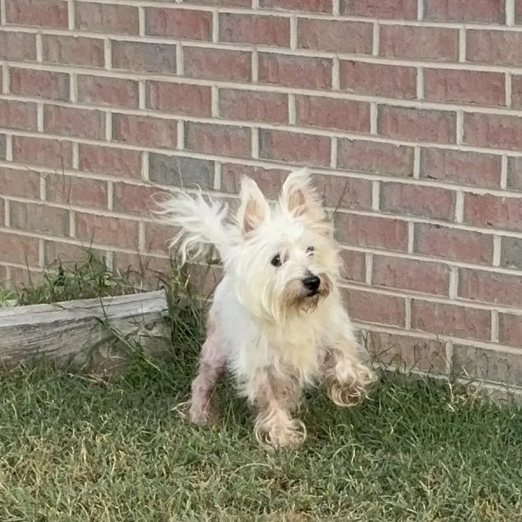 An adult medium-sized male West Highland White Terrier / Westie dog named Sam Wise for adoption in Fredericksburg, VA