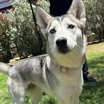 A young medium-sized female Black Siberian Husky dog named Sya for adoption in Glendale, AZ