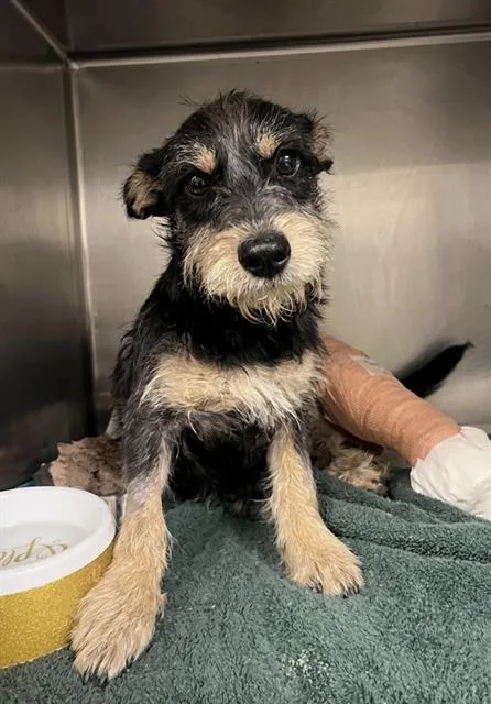 A young medium-sized male Terrier dog named Hamner for adoption in Riverside, CA