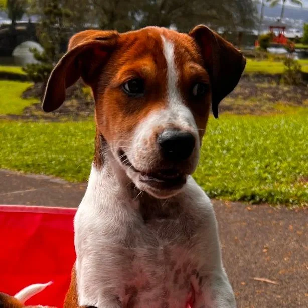 A baby medium-sized male Brown / Chocolate Mixed Breed dog named Bruiser for adoption in Volcano, HI
