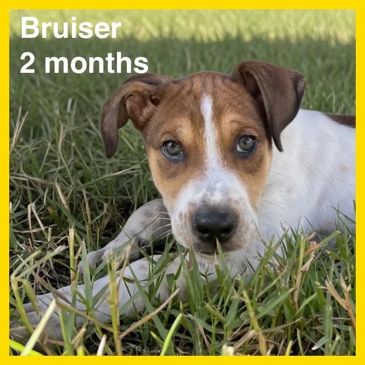 Bruiser thumbnail 4