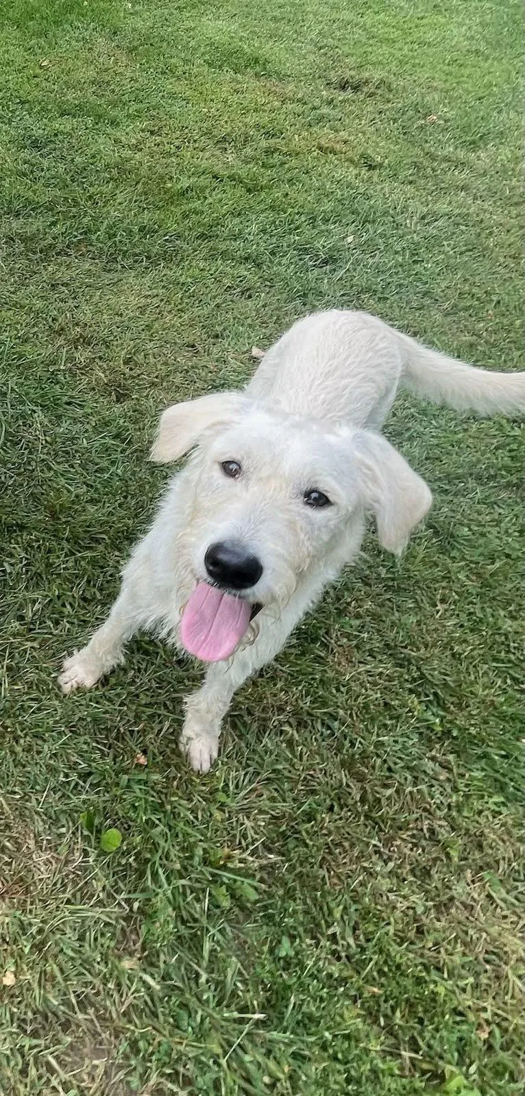 Koope Kool thumbnail 2