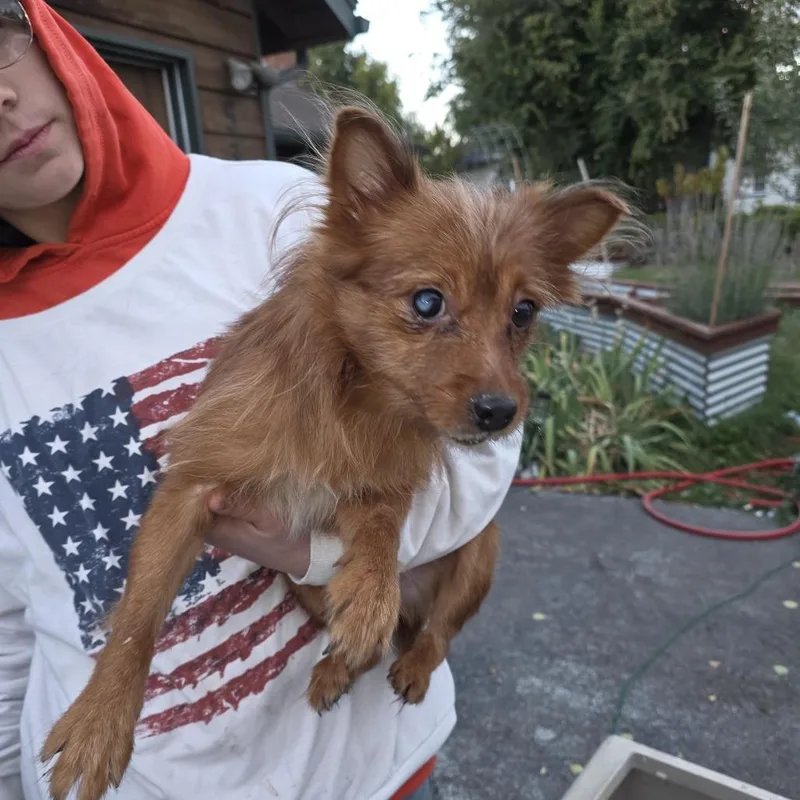 A young small-sized male Brown / Chocolate Mixed Breed dog named Booster for adoption in Klamath Falls, OR