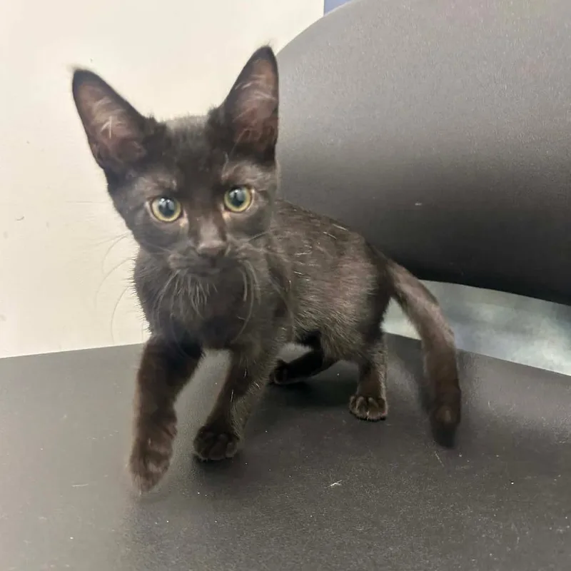 A baby small-sized female Black Domestic Short Hair cat named Poppy for adoption in Hemet, CA