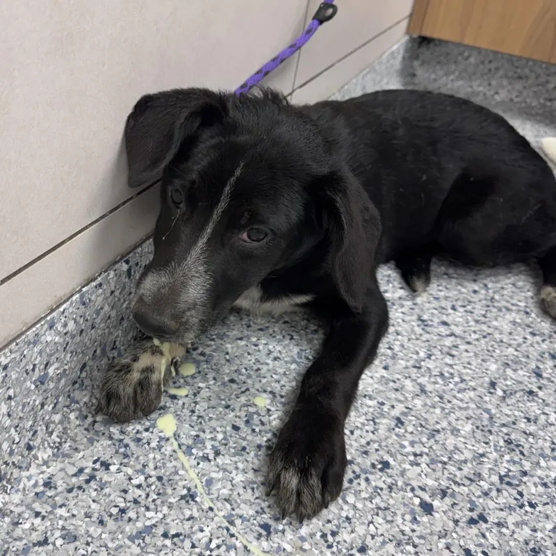 A baby small-sized female Black German Shepherd Dog dog named Calliope for adoption in Chicago, IL