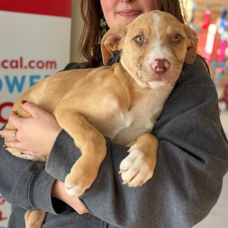 A young medium-sized female Yellow / Tan / Blond / Fawn Mixed Breed dog named Luci for adoption in Morrisville, VT