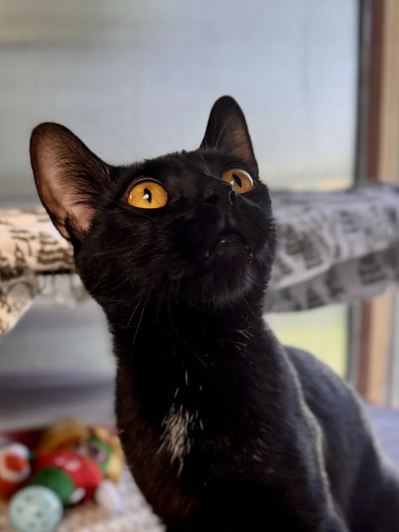 An adult medium-sized female Black Domestic Short Hair cat named Goblet for adoption in Midland, MI