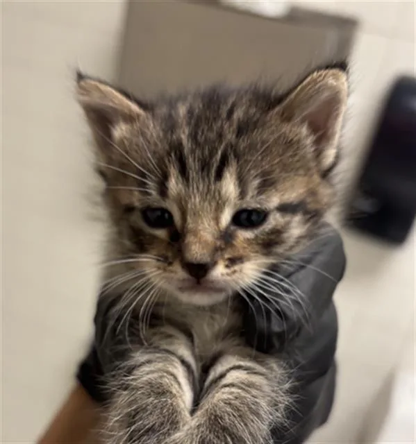 A baby medium-sized female Domestic Short Hair cat named Ash for adoption in Dallas, TX