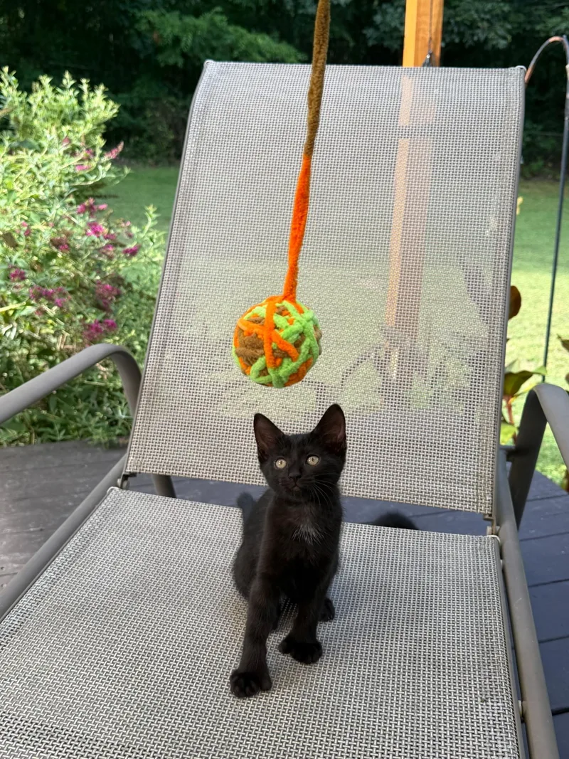A baby medium-sized male Black & White / Tuxedo Extra-Toes Cat / Hemingway Polydactyl cat named Shadow for adoption in Rock Spring, GA
