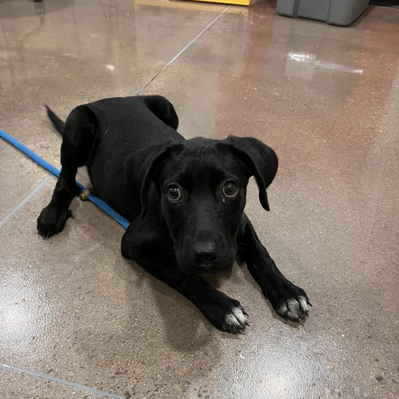 A baby medium-sized female Black Labrador Retriever dog named Vega for adoption in Washburn, MO