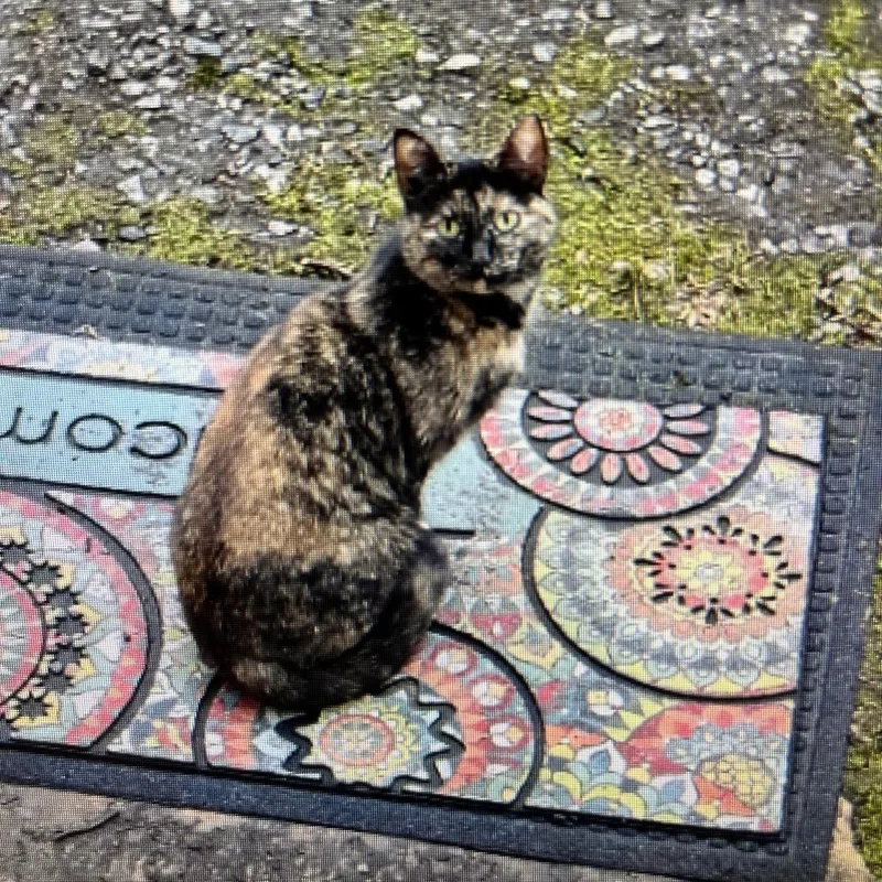 An adult medium-sized female Tortoiseshell Domestic Short Hair cat named Tree Sap for adoption in Greensboro, NC