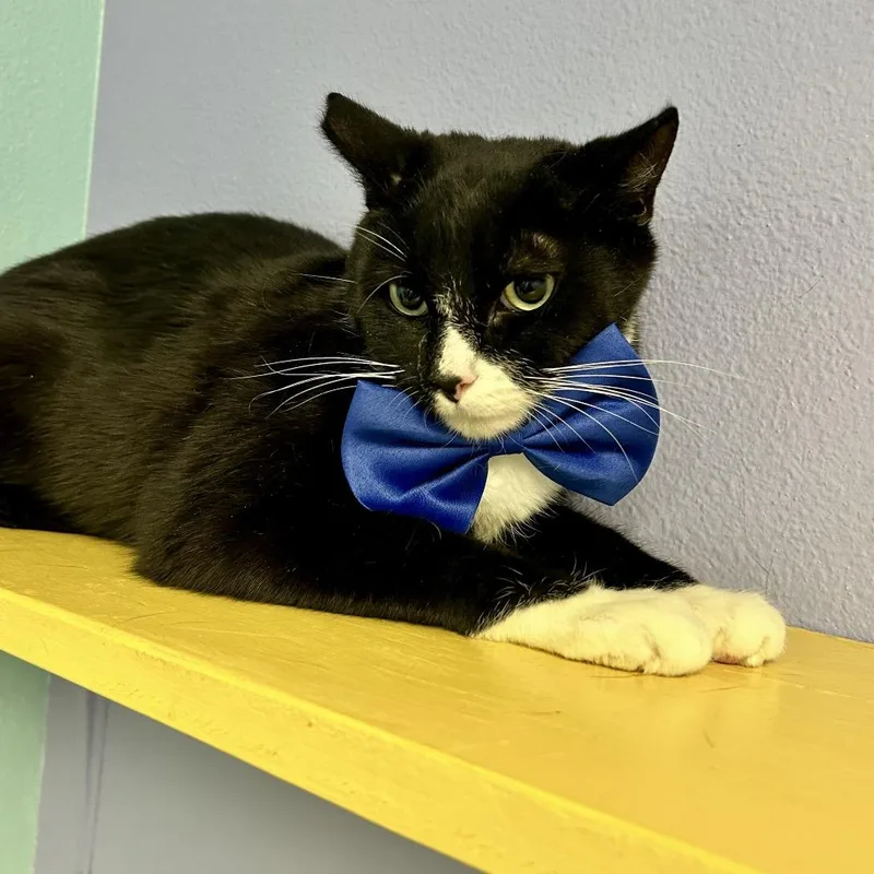 An adult medium-sized male Black Domestic Short Hair cat named Louie for adoption in Henderson, NV