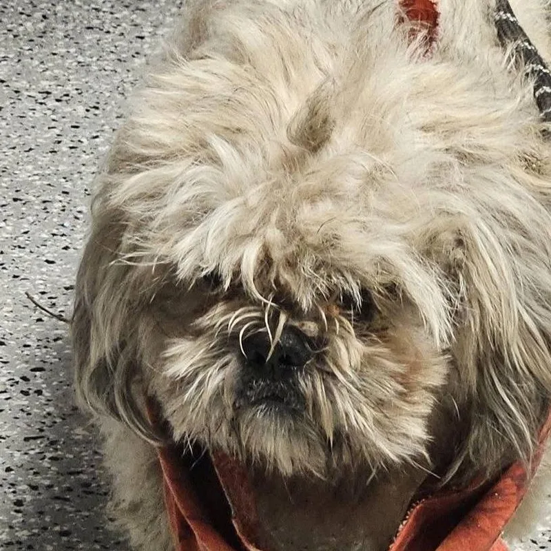 An adult small-sized male Shih Tzu dog named Billy for adoption in Saint John, IN