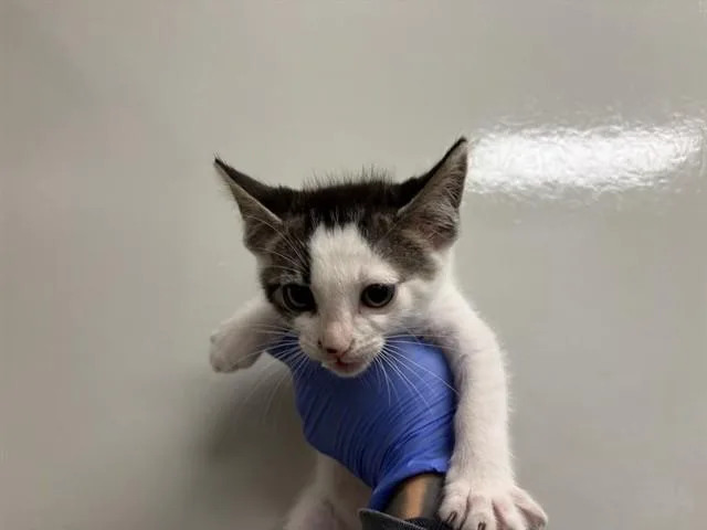 A baby small-sized male Domestic Short Hair cat named Jackson for adoption in Ontario, CA