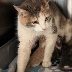 An adult medium-sized female Calico Domestic Short Hair cat named May for adoption in Norman, OK