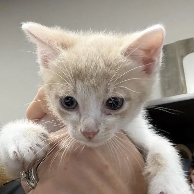 A baby small-sized male Orange / Red Domestic Short Hair cat named FWT Levy for adoption in Midland, TX