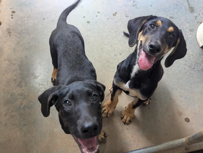 A young large-sized male Hound dog named Sully for adoption in Mc Cormick, SC