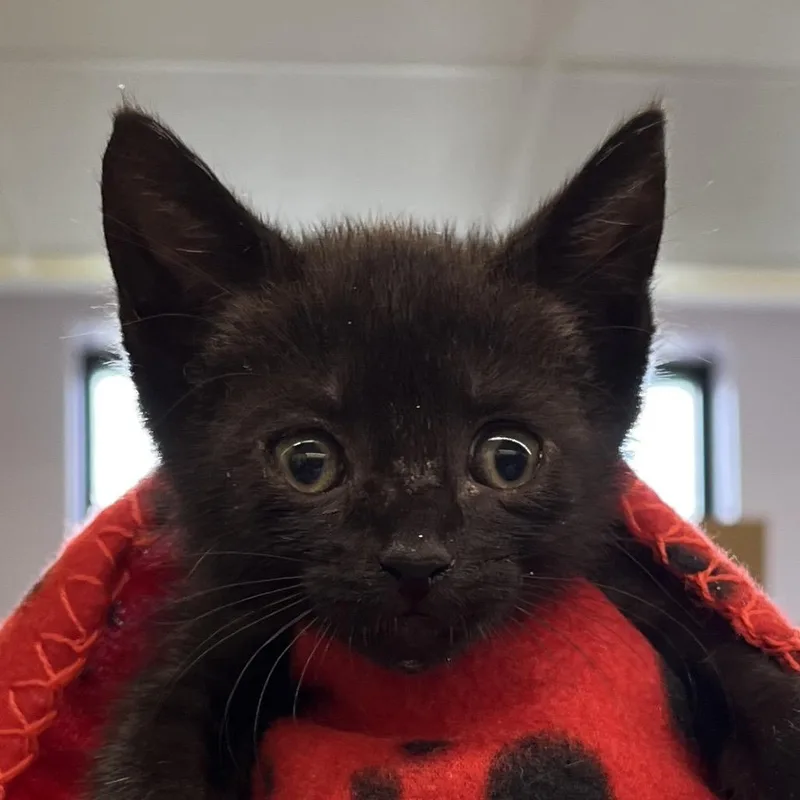 A baby small-sized female Black Domestic Short Hair cat named Jenny for adoption in West Palm Beach, FL